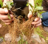 Planting Elder