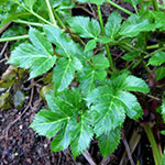 angelica leaves