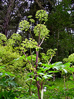 flowering angelica