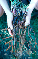 echinacea roots