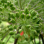 angelica seeds