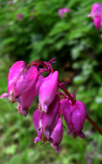 bleeding heart close up