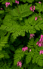 bleeding heart foliage