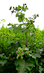 flowering burdock