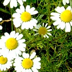 chamomile