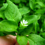 chickweed