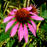 echinacea