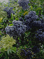 elder berry clusters