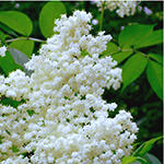 elderflowers