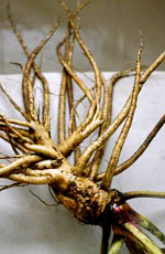 elecampane root