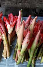 ginger flowers