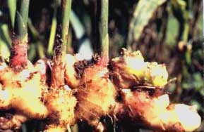 ginger rhizome