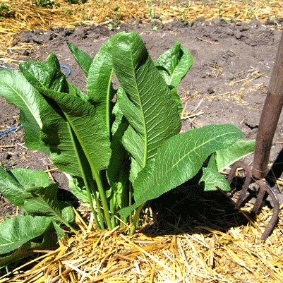 horseradish plant