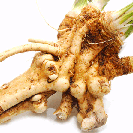 horseradish root