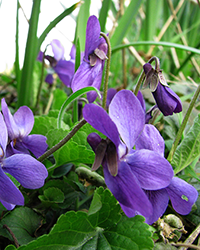 Elder shrub