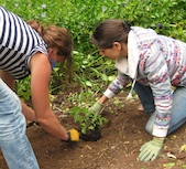 Planting Elder